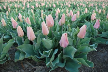 Tulp Poco Loco